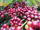 Nâng cao vị thế Cà phê và văn hóa cà phê Việt Nam