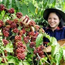 Chỉ dẫn địa lý Cà phê Buôn Ma Thuột: Nâng tầm giá trị cà phê Việt