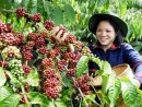 Chỉ dẫn địa lý Cà phê Buôn Ma Thuột: Nâng tầm giá trị cà phê Việt