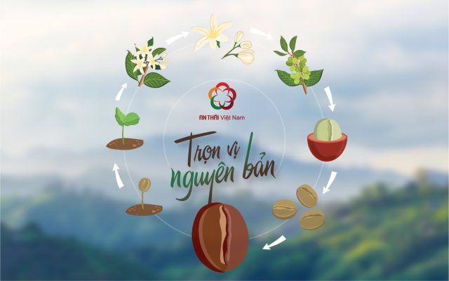 An Thái cafe chuyên cung cấp cà phê – Trọn vị nguyên bản