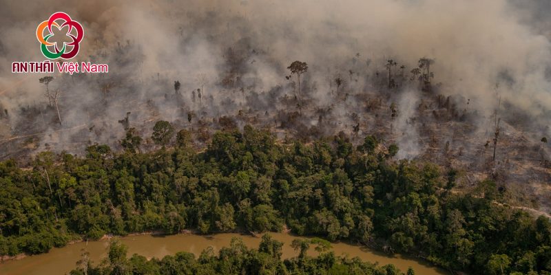 cháy rừng ở Brazil