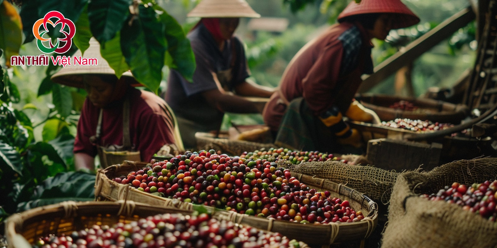 Giá Xuất Khẩu Cà Phê 2024: Cơ Hội Hay Thách Thức?